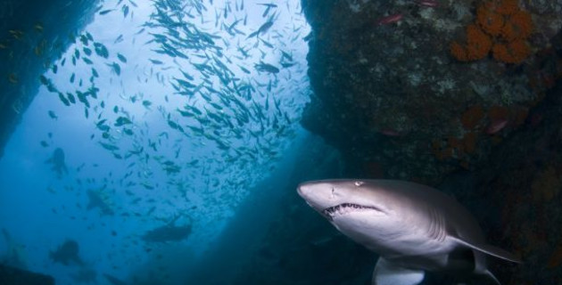 Changes to grey nurse shark habitat finalised - Fishing World